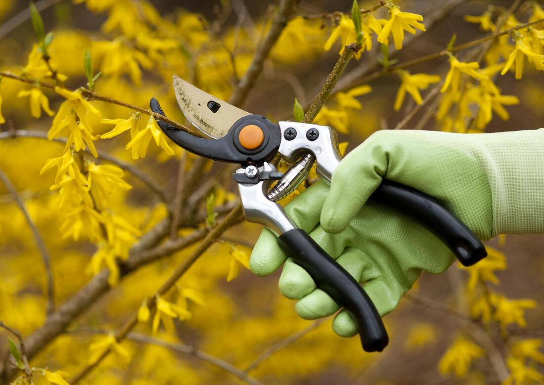 this picture shows tree pruning service from elk grove tree care