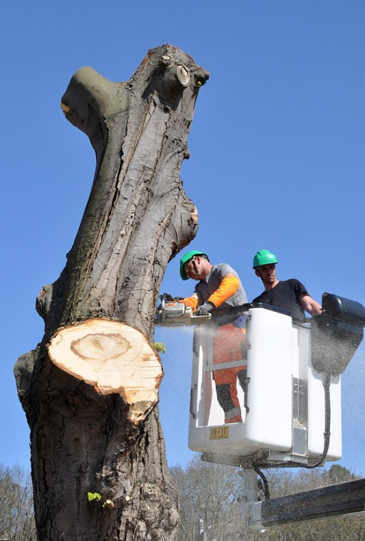 this picture shows emergency tree removal from elk grove tree care