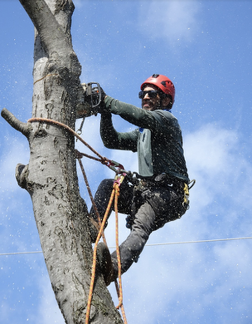this image shows tree service elk grove